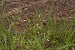 Erechtites valerianifolius