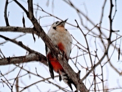 Dendrocopos major japonicus