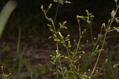 Erechtites valerianifolius