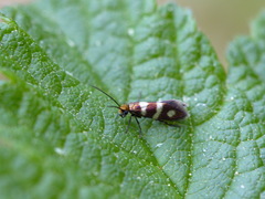 Micropterix aureatella