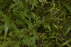 Erechtites valerianifolius