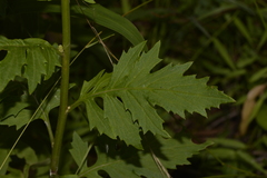 Erechtites valerianifolius