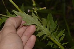 Erechtites valerianifolius