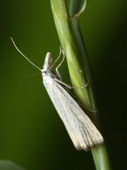 Chrysoteuchia culmella
