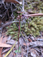 Chiloglottis reflexa