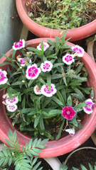 Dianthus chinensis