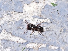 Rhytidoponera victoriae