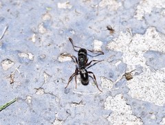 Rhytidoponera victoriae