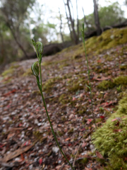 Pterostylis atriola