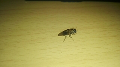 Adoxomyia heminopla