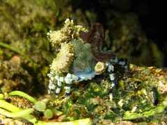 Cyclocoeloma tuberculatum