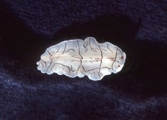 Eurylepta californica