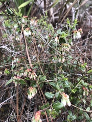 Vaccinium tenellum