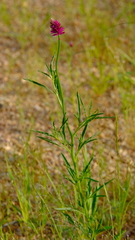 Hermbstaedtia fleckii