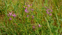 Cleome elegantissima