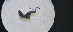 Gabronthus maritimus