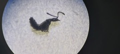 Gabronthus maritimus