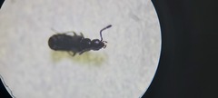 Gabronthus maritimus