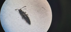 Gabronthus maritimus