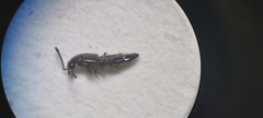 Gabronthus maritimus