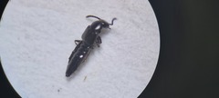 Gabronthus maritimus