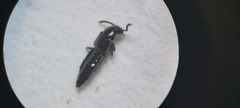 Gabronthus maritimus