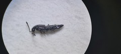 Gabronthus maritimus