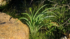 Albuca comosa image