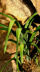 Albuca comosa image