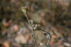 Lichtensteinia latifolia