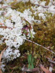 Chiloglottis reflexa
