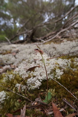 Chiloglottis reflexa