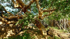 Commiphora glaucescens