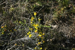 Aspalathus laricifolia