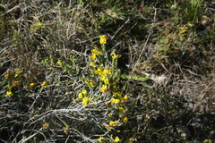 Aspalathus laricifolia