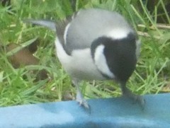 Parus major newtoni