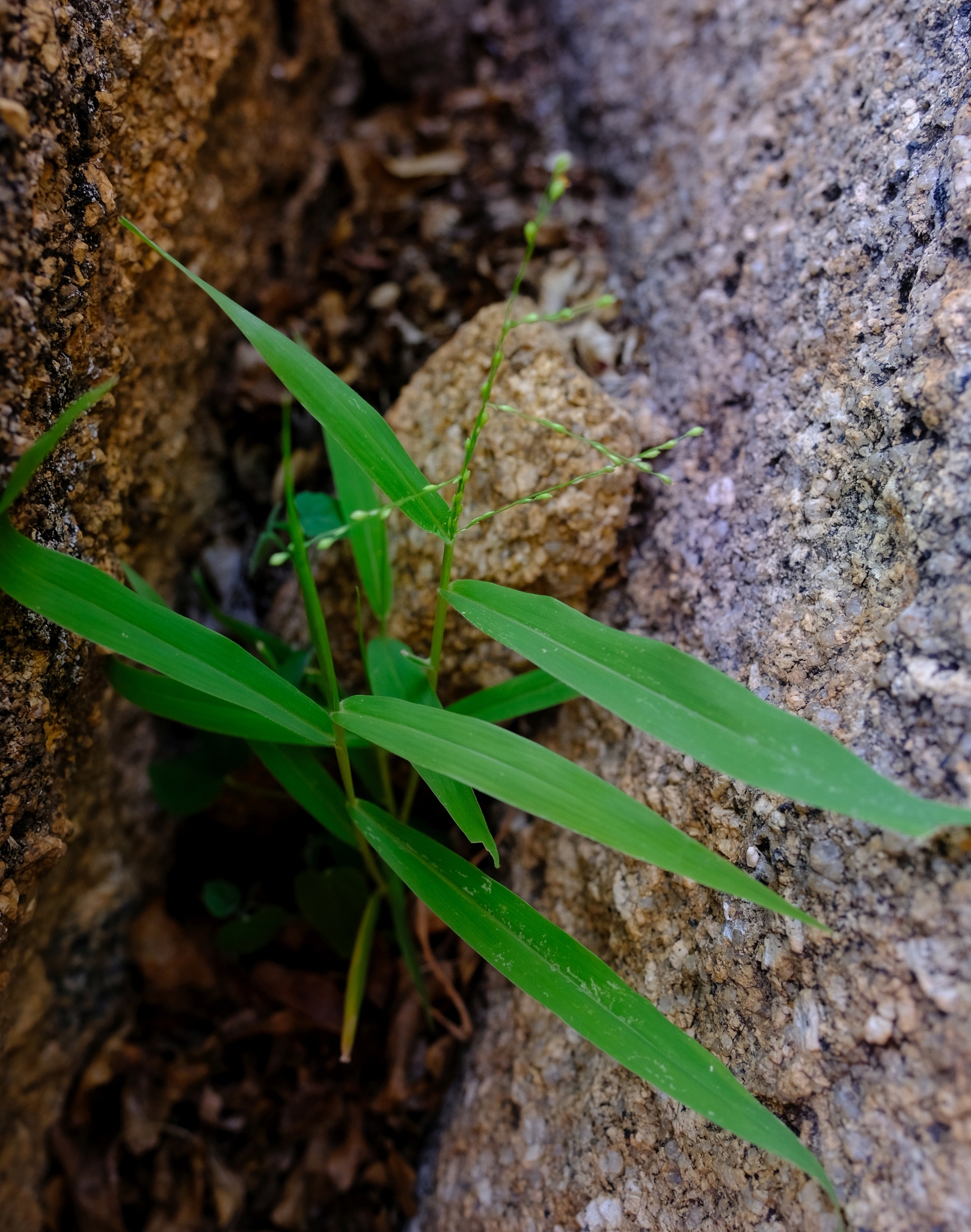 (c) Nick Helme, certains droits réservés (CC BY-SA) https://www.inaturalist.org/observations/70441888