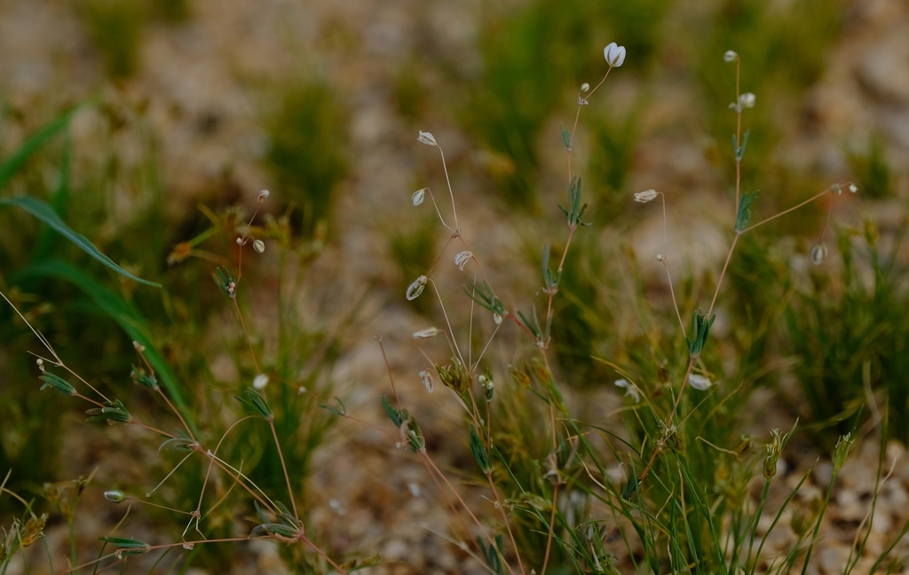 Pharnaceum brevicaule