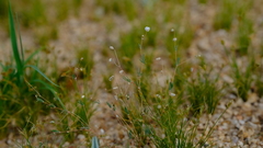 Pharnaceum brevicaule