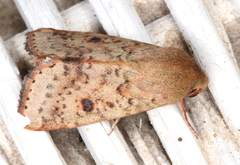 Australothis rubrescens