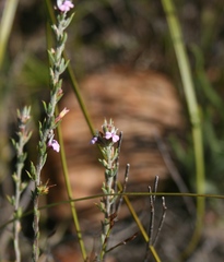 Muraltia ericoides