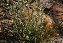 Muraltia ericoides