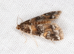 Elophila responsalis