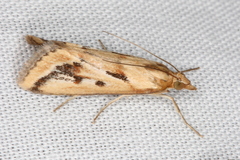 Achyra massalis