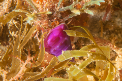 Calliostoma laugieri