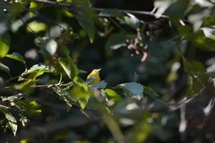 Vireo hypochryseus