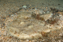 Lophius budegassa