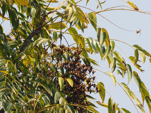Toona sinensis