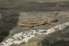 Podarcis muralis