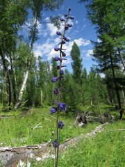 Delphinium crassifolium